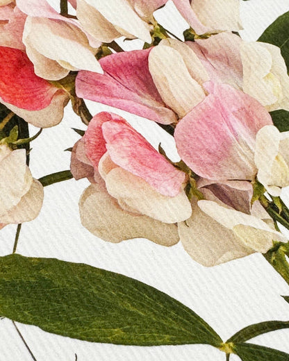 Biglietto d'auguri con piselli dolci rosa | Biglietto di compleanno | Biglietti di lusso