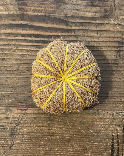 Vetiver Brush - Yellow