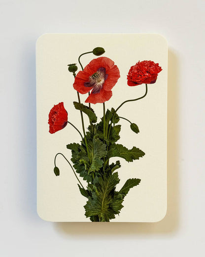 Wild Poppies Greeting Card