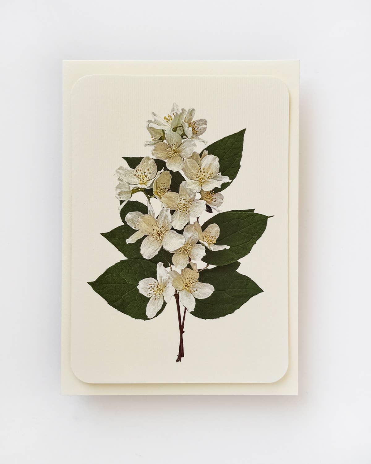 Mock Orange Greeting Card | Birthday Card | Luxury Cards