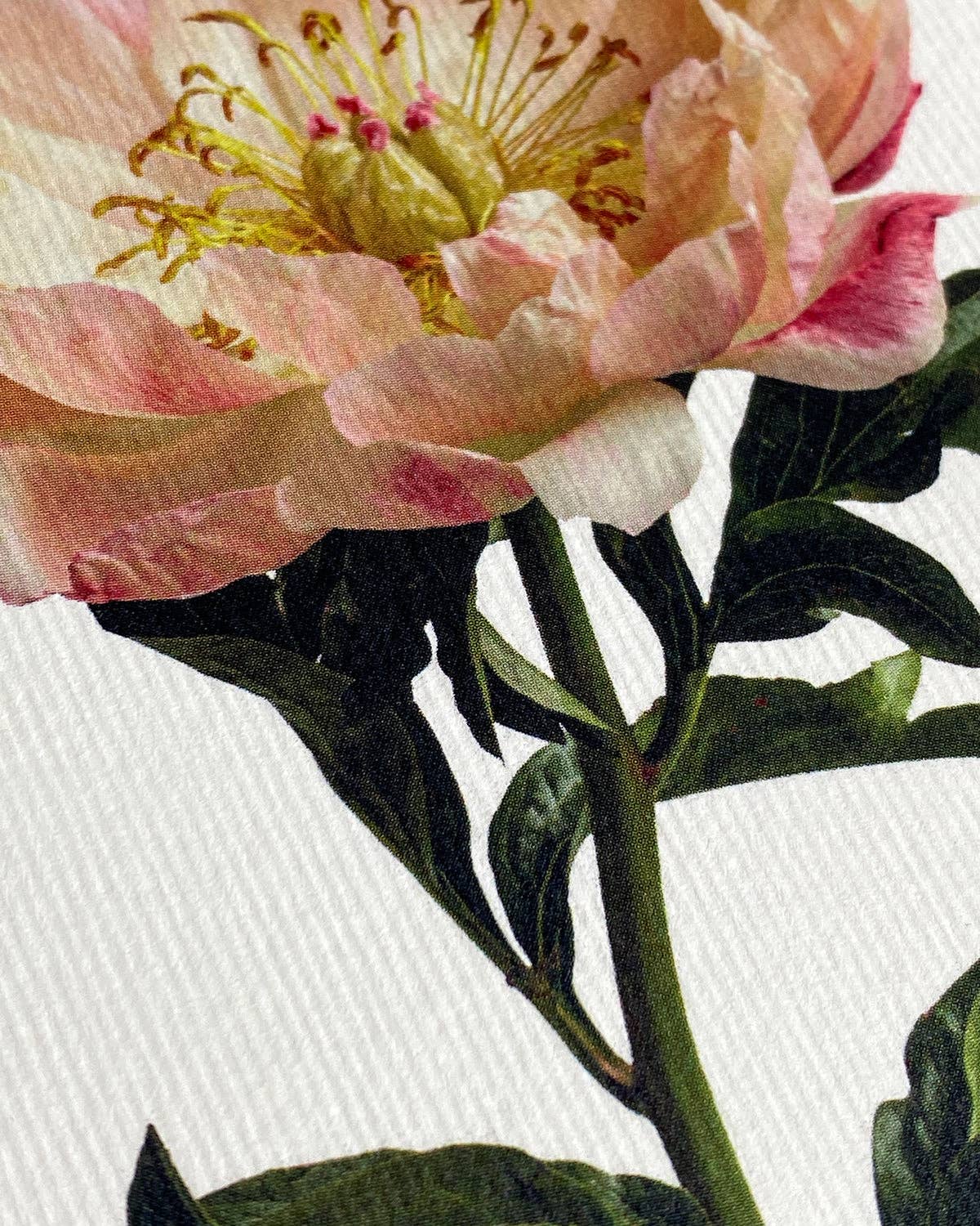 Biglietto di auguri Peonia