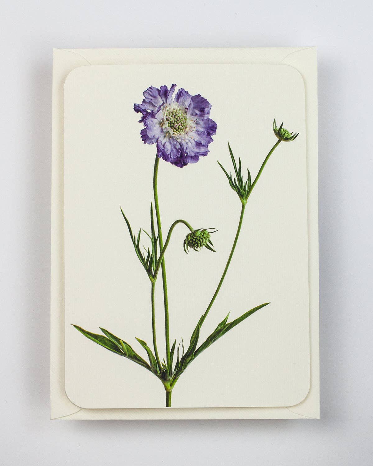 Scabiosa Greeting Card | Birthday Card | Luxury Cards