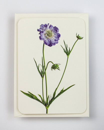 Biglietto d'auguri Scabiosa | Biglietto di compleanno | Biglietti di lusso