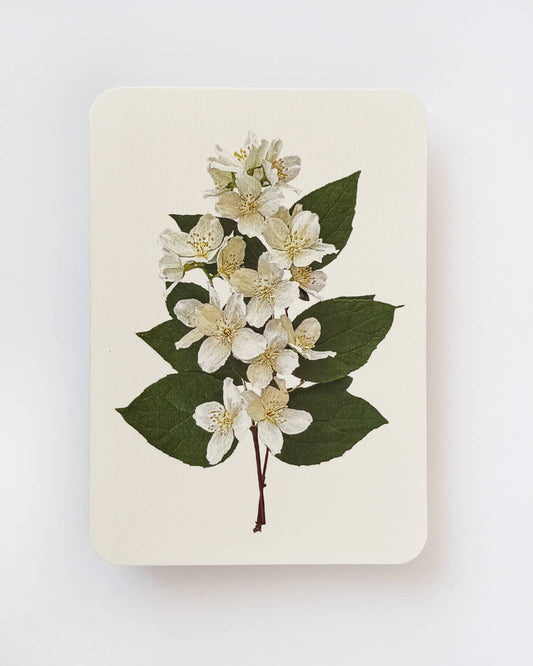 Mock Orange Greeting Card | Birthday Card | Luxury Cards
