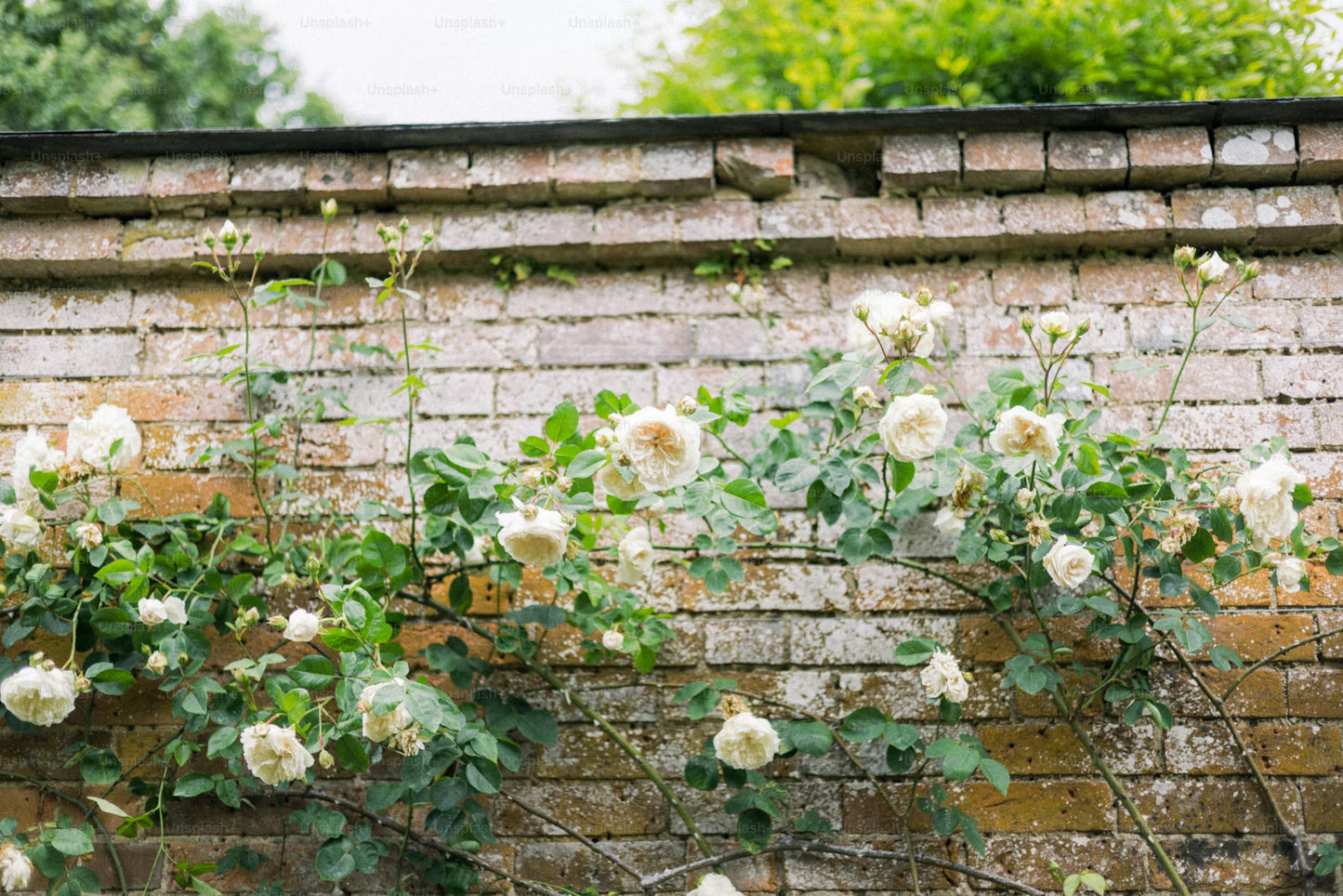 V.VM Home Candle - Antique Rose (WS)